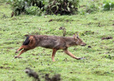 CANID - JACKAL - MYSTERY CANID - BALE MOUNTAINS NATIONAL PARK ETHIOPIA HARENNA FOREST (6).JPG