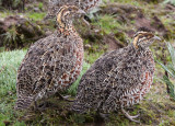 BIRD - FRANCOLIN - MOORLAND FRANCOLIN - BALE MOUNTAINS NATIONAL PARK ETHIOPIA (2).JPG