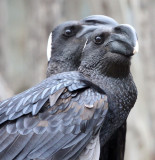 BIRD - RAVEN - Thick-billed Raven (Corvus crassirostris) - BALE MOUNTAINS NATIONAL PARK ETHIOPIA.JPG