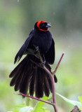 BIRD - WIDOWBIRD - RED-COLLARED WIDOWBIRD - SENKELE SANCTUARY ETHIOPIA (1).JPG