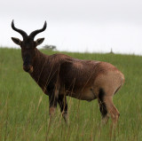 BOVID - HARTEBEEST - SWAYNES HARTEBEEST - SENKELE SANCTUARY - ETHIOPIA (14).JPG