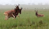 BOVID - HARTEBEEST - SWAYNES HARTEBEEST - SENKELE SANCTUARY ETHIOPIA (22).JPG