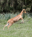 BOVID - REEDBUCK - BOHOR REEDBUCK - BALE MOUNTAINS NATIONAL PARK ETHIOPIA (5).JPG