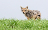 CANID - JACKAL - COMMON JACKAL - CANIS AUREUS - SIMIEN MOUNTAINS NATIONAL PARK ETHIOPIA (19).JPG