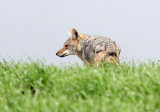 CANID - JACKAL - COMMON JACKAL - CANIS AUREUS - SIMIEN MOUNTAINS NATIONAL PARK ETHIOPIA (22).JPG