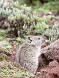 RODENT - BLACK-CLAWED BRUSH-FURRED MOUSE - BALE MOUNTAINS NATIONAL PARK ETHIOPIA (5).JPG