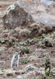 RODENT - BLICKS GRASS MOUSE - BALE MOUNTAINS NATIONAL PARK ETHIOPIA (11).JPG