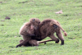 PRIMATE - BABOON - GELADA BABOON - SIMIEN MOUNTAINS NATIONAL PARK ETHIOPIA (182).JPG