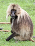 PRIMATE - BABOON - GELADA BABOON - SIMIEN MOUNTAINS NATIONAL PARK ETHIOPIA (349).JPG