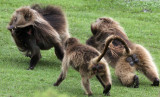 PRIMATE - BABOON - GELADA BABOON - SIMIEN MOUNTAINS NATIONAL PARK ETHIOPIA (358).JPG