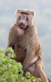 PRIMATE - BABOON - OLIVE BABOON - ARBAMINCH ETHIOPIA (2).JPG