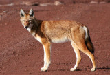 CANID - ETHIOPIAN WOLF - BALE MOUNTAINS NATIONAL PARK ETHIOPIA (373).JPG