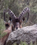 BOVID - IBEX - WALIA IBEX - SIMIEN MOUNTAINS NATIONAL PARK ETHIOPIA (106).JPG