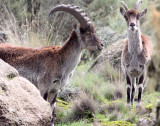 BOVID - IBEX - WALIA IBEX - SIMIEN MOUNTAINS NATIONAL PARK ETHIOPIA (113).JPG