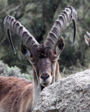 BOVID - IBEX - WALIA IBEX - SIMIEN MOUNTAINS NATIONAL PARK ETHIOPIA (119).jpg