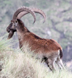 BOVID - IBEX - WALIA IBEX - SIMIEN MOUNTAINS NATIONAL PARK ETHIOPIA (132).JPG