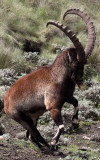 BOVID - IBEX - WALIA IBEX - SIMIEN MOUNTAINS NATIONAL PARK ETHIOPIA (44).jpg