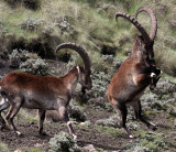 BOVID - IBEX - WALIA IBEX - SIMIEN MOUNTAINS NATIONAL PARK ETHIOPIA (45).JPG