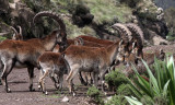 BOVID - IBEX - WALIA IBEX - SIMIEN MOUNTAINS NATIONAL PARK ETHIOPIA (71).JPG