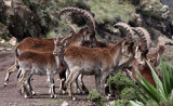 BOVID - IBEX - WALIA IBEX - SIMIEN MOUNTAINS NATIONAL PARK ETHIOPIA (79).JPG