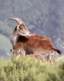 BOVID - IBEX - WALIA IBEX - SIMIEN MOUNTAINS NATIONAL PARK ETHIOPIA (92).JPG