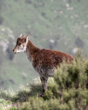 BOVID - IBEX - WALIA IBEX - SIMIEN MOUNTAINS NATIONAL PARK ETHIOPIA (93).JPG