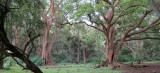 LANGANO LAKE ETHIOPIA - BISHANGARI LODGE AND SURROUNDING FOREST (28).JPG