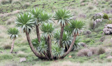 SIMIEN MOUNTAINS NATIONAL PARK ETHIOPIA (117).JPG