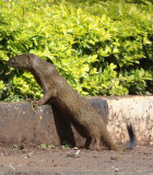 MUSTELID - MONGOOSE - SLENDER MONGOOSE - ABERDERES NATIONAL PARK KENYA (9).JPG