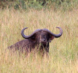 BOVID - BUFFALO - CAPE BUFFALO - QUEEN ELIZABETH NP UGANDA (5).JPG