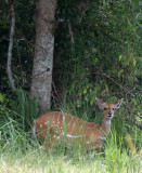 BOVID - BUSHBUCK - MURCHISON FALLS NATIONAL PARK UGANDA (5).JPG