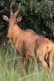 BOVID - HARTEBEEST - LELWELS (JACKSONS) HARTEBEEST - MURCHISON FALLS NATIONAL PARK UGANDA (11).JPG