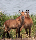 BOVID - WATERBUCK - DEFASSAS WATERBUCK - QUEEN ELIZABETH NATIONAL PARK UGANDA (3).JPG