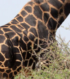GIRAFFE - ROTHCHILDS GIRAFFE - Giraffa camelopardalis congoensis - MURCHISON FALLS NP UGANDA (14).JPG