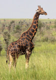 GIRAFFE - ROTHCHILDS GIRAFFE - Giraffa camelopardalis congoensis - MURCHISON FALLS NP UGANDA (4).JPG