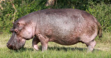 HIPPOPOTAMUS - QUEEN ELIZABETH NATIONAL PARK UGANDA (45).JPG