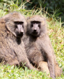 PRIMATE - BABOON - OLIVE BABOON - KIBALE NATIONAL PARK RWANDA (5).JPG