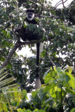 PRIMATE - COLOBUS MONKEY - GUEREZA COLOBUS MONKEY - KIBALE NATIONAL PARK UGANDA BIGODI SWAMP (5).JPG