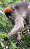 PRIMATE - COLOBUS MONKEY - UGANDA RED COLOBUS MONKEY - KIBALE NATIONAL PARK UGANDA BIGODI SWAMP (114).JPG