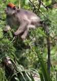 PRIMATE - COLOBUS MONKEY - UGANDA RED COLOBUS MONKEY - KIBALE NATIONAL PARK UGANDA BIGODI SWAMP (125).JPG