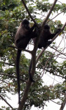 PRIMATE - MANGABEY - GREY-CHEEKED MANGABEY - KIBALE NATIONAL PARK UGANDA (2).JPG