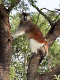 PRIMATE - PATAS MONKEY - MURCHISON FALLS NATIONAL PARK UGANDA (4).JPG