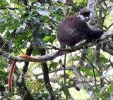 PRIMATE - RED-TAILED MONKEY - KIBALE NATIONAL PARK UGANDA BIGODI SWAMP (5).JPG