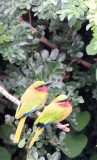 BIRD - BEE-EATER - RED-FRONTED BEE-EATER - MURCHISON FALLS NATIONAL PARK UGANDA (1).JPG