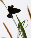 BIRD - BISHOP - BLACK BISHOP - FORT PORTAL UGANDA (3).JPG