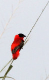 BIRD - BISHOP - NORTHERN RED BISHOP - MURCHISON FALLS NATIONAL PARK UGANDA (11).JPG