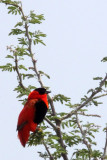 BIRD - BISHOP - NORTHERN RED BISHOP - MURCHISON FALLS NATIONAL PARK UGANDA (5).JPG