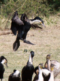 BIRD - CORMORANT - GREAT CORMORANT - QUEEN ELIZABETH NATIONAL PARK UGANDA (24).JPG