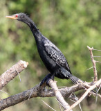 BIRD - CORMORANT - LONG-TAILED CORMORANT - QUEEN ELIZABETH NP UGANDA (1).JPG