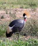 BIRD - CRANE - GREY CROWNED CRANE - QUEEN ELIZABETH NP UGANDA (19).JPG